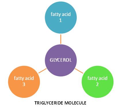 triglyceride molecule