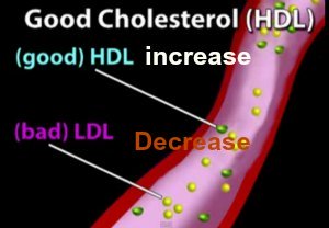 increase hdl cholesterol level naturally